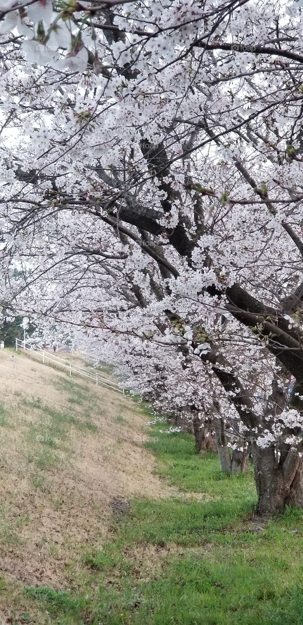 japanese sakura