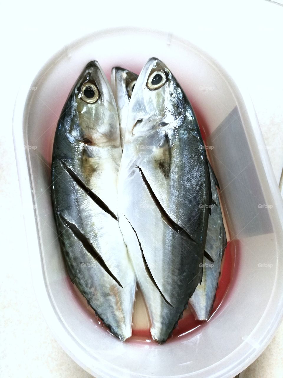 Closeup of fresh mackerel in plastic container.