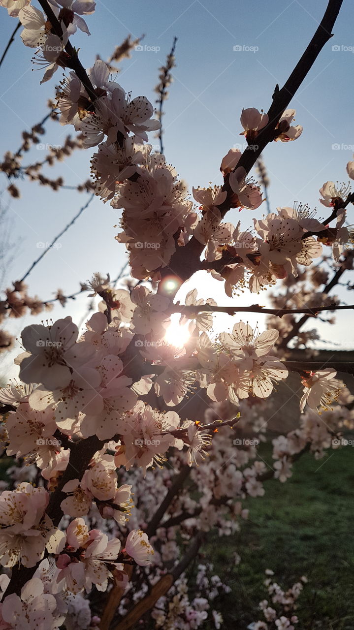 blossoming apricot tree branch in the morning with sun