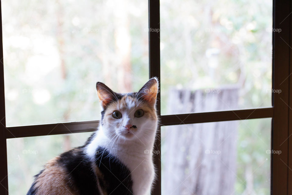 Cat pleading to go outside 