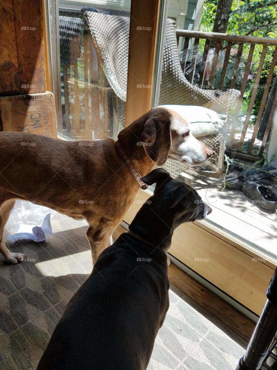 Two American Dogs, Vischla & Italian Greyhound waiting to go out into sunny backyard.