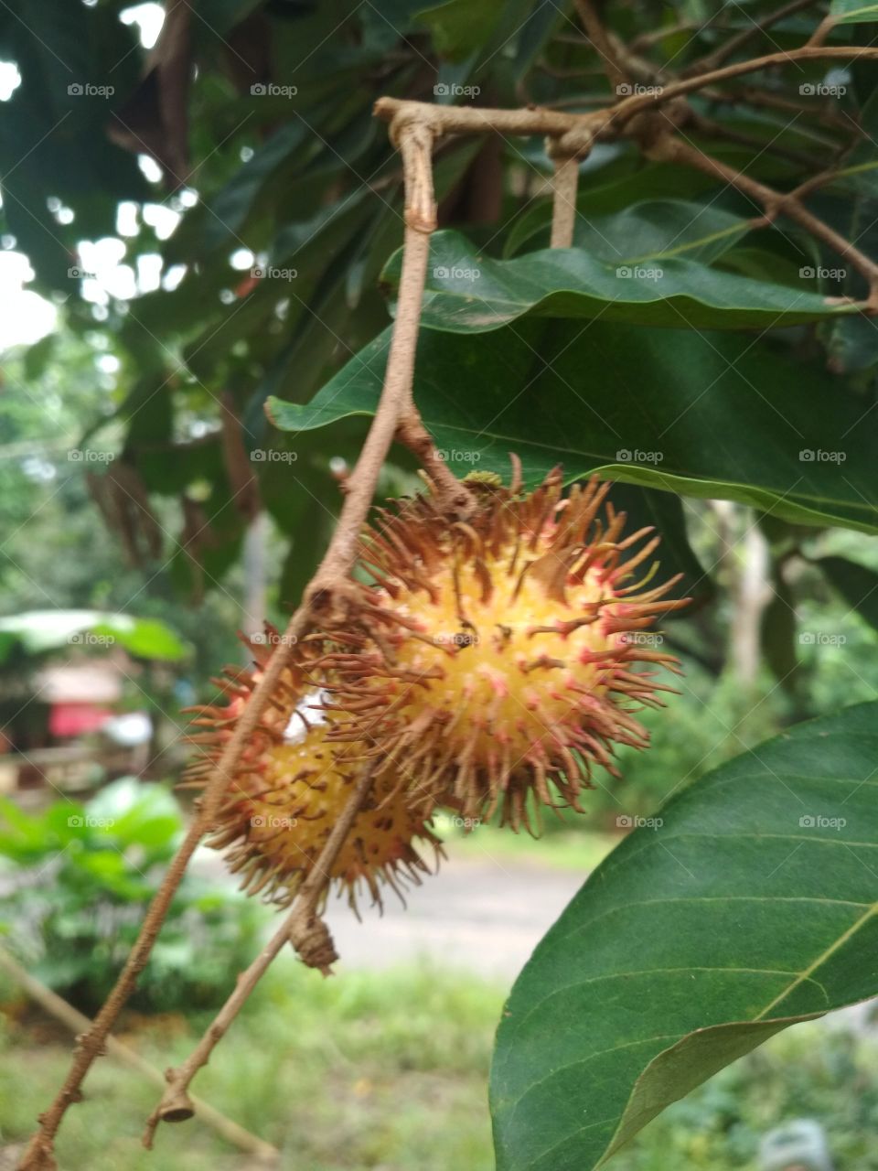 this fruit is sweet and he is the seed of this fruit color mputih if already mateng he will be red   by teken edy