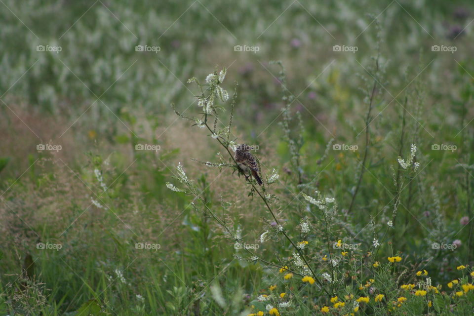 Bird in the grass