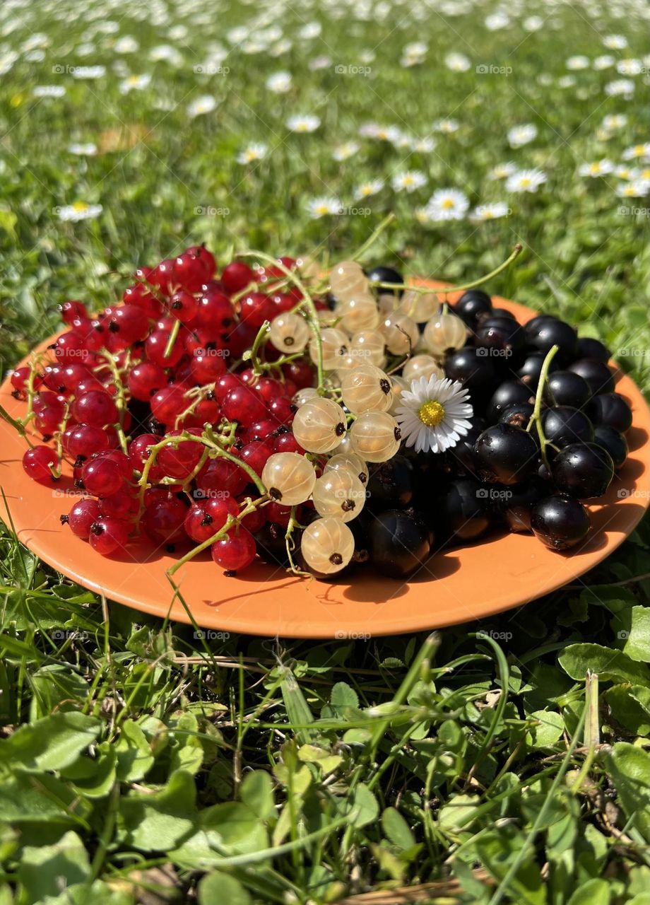Sunny summer day! Summer mood. Delicious garden berries. Red, white, black currant. 