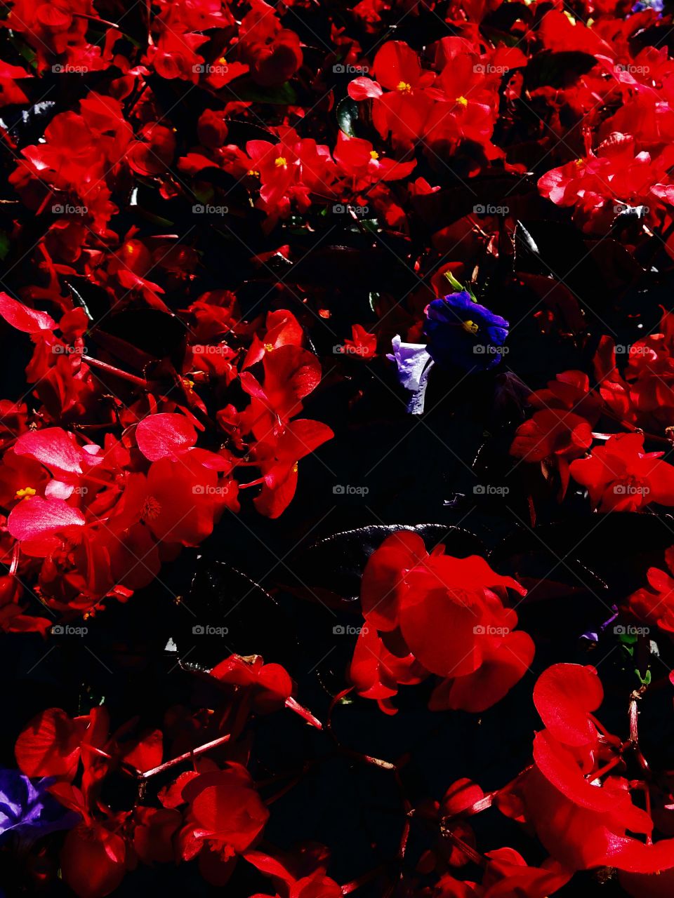 Night time Begonia . Beautiful Begonia plant still glowing in the dark