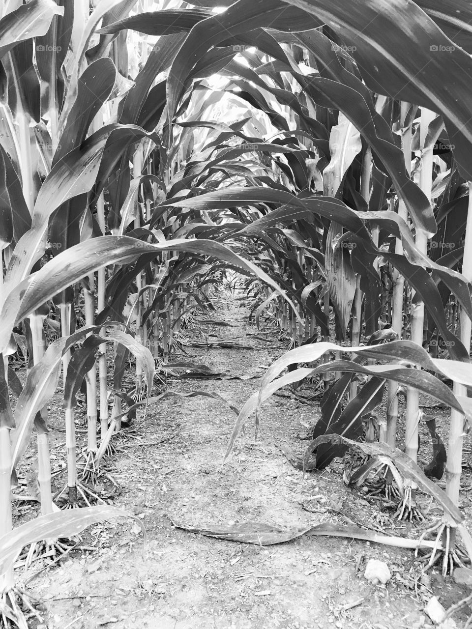 If crops were devoid of color
