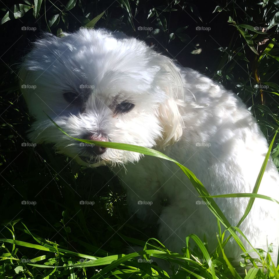 Maltese shitzu dog hiding in the grass