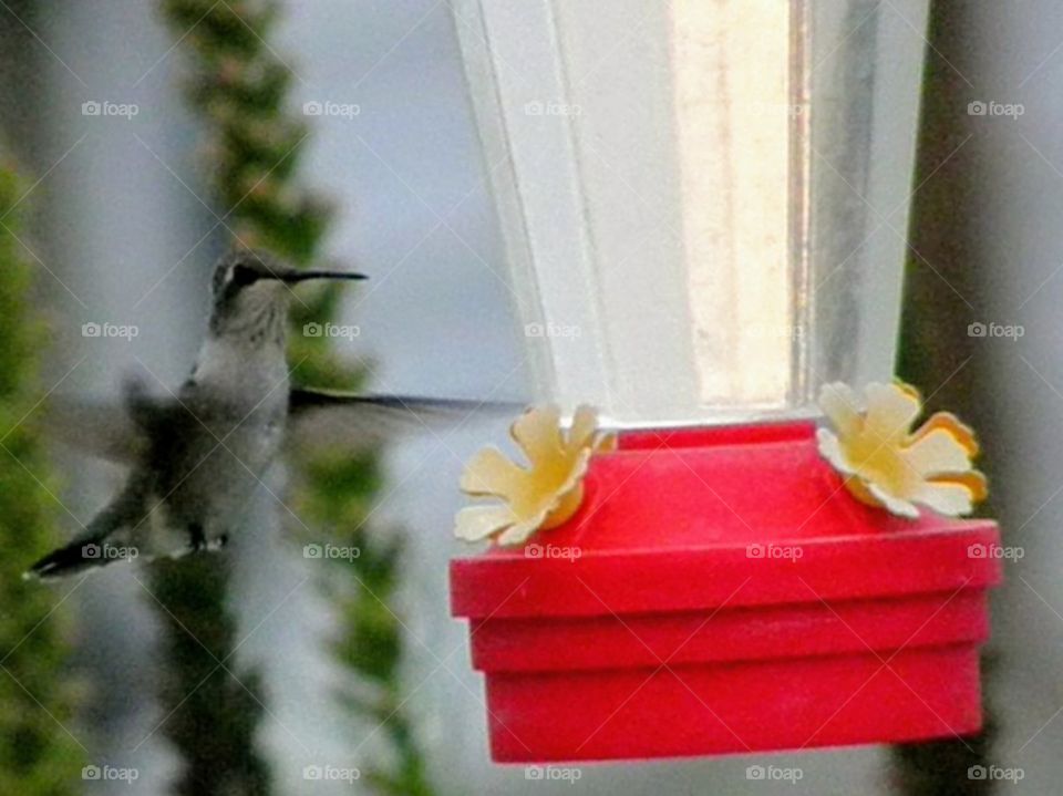 hummingbird at feeder