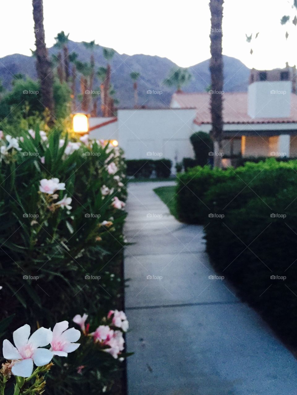 Flowers, La Quinta, Palm Springs, CA 
