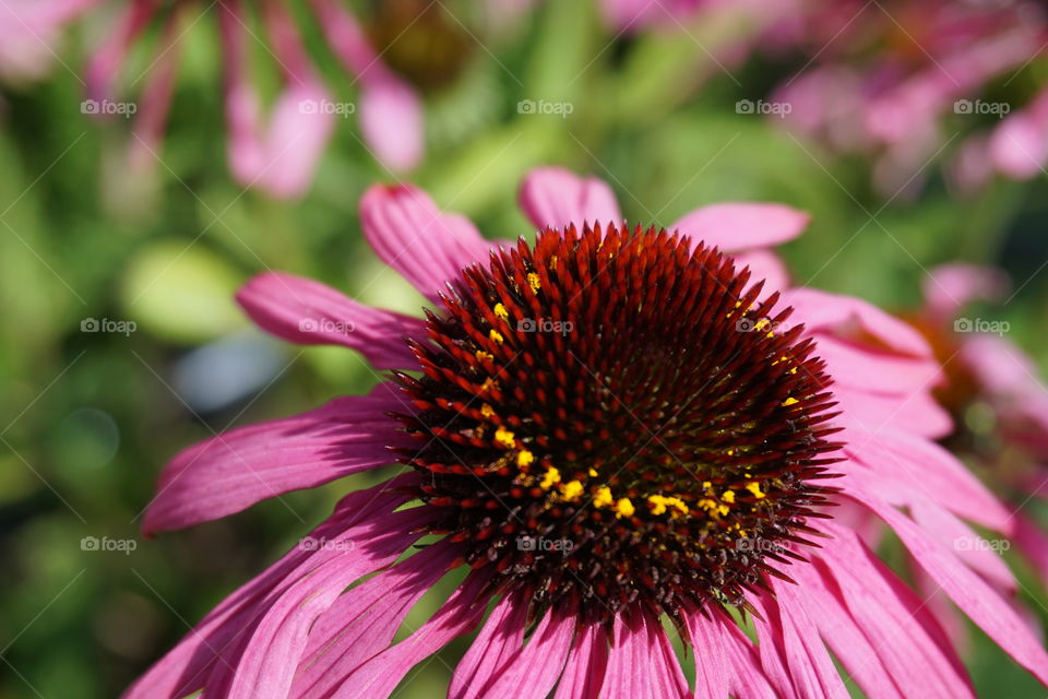 Pollen Spiral