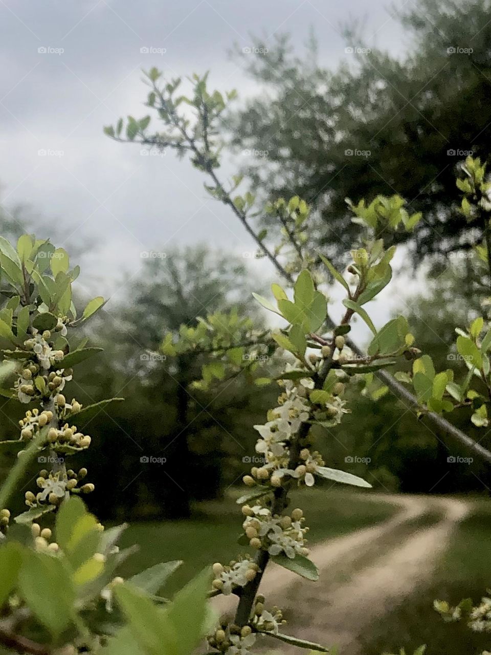 Beautiful flowers blooming on a tree on this hazy day in Texas- love the drive home back to the ranch 🤍