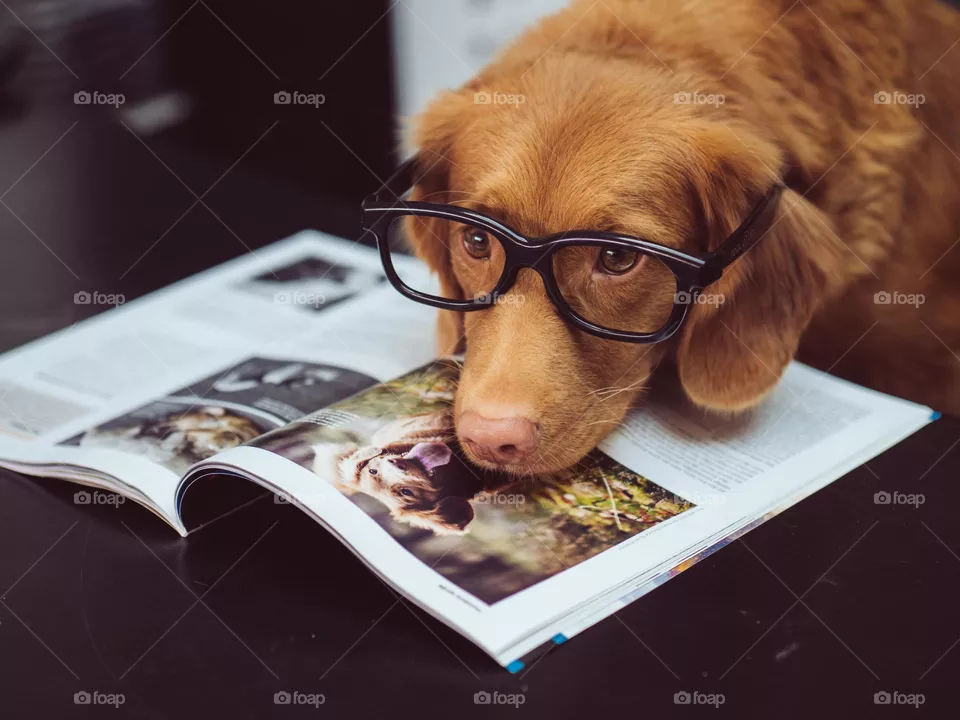 dog's best moment