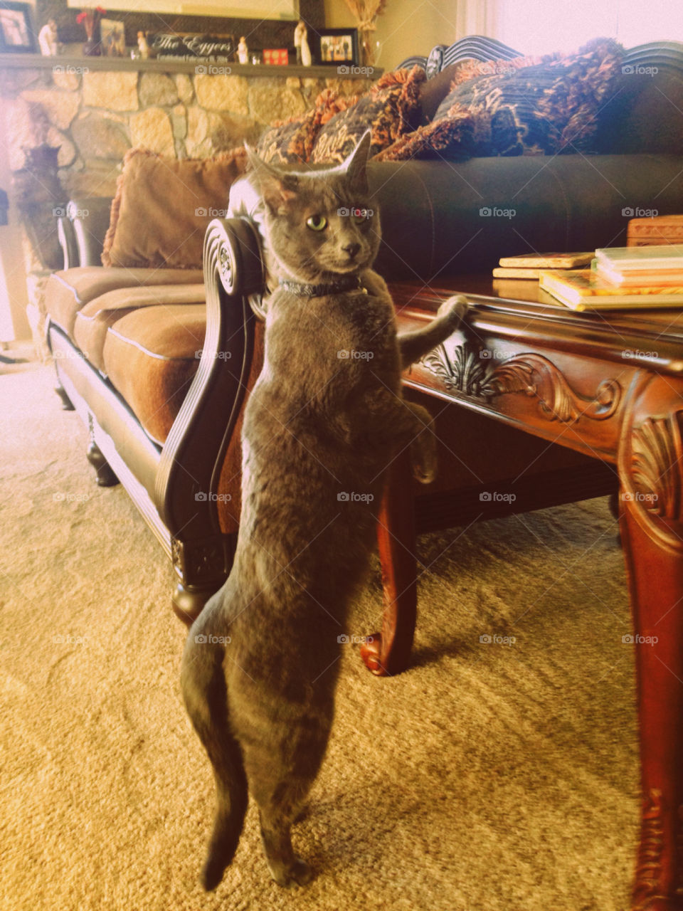 Cat standing up 