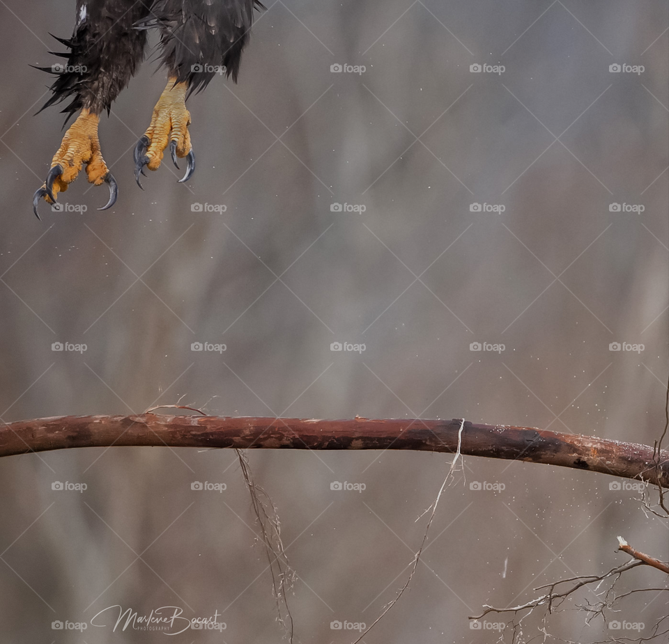 An eagle lifting off