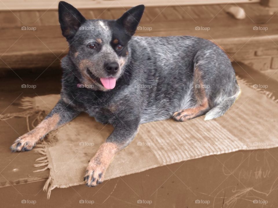 Beautiful Blue Heeler