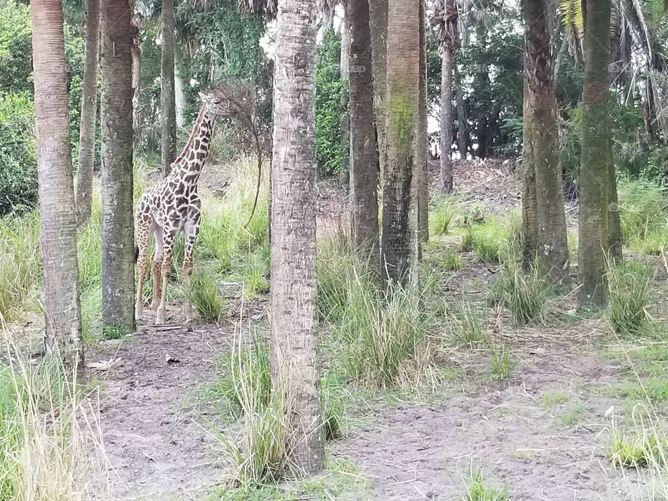 A young giraffe makes his way through the trees.