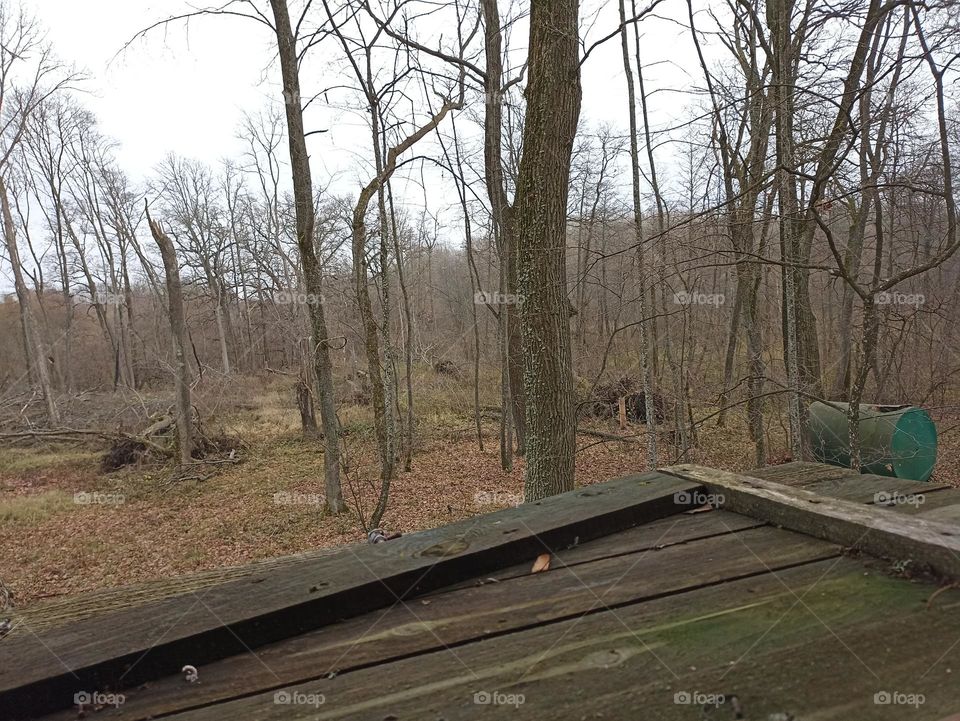 View of the autumn forest