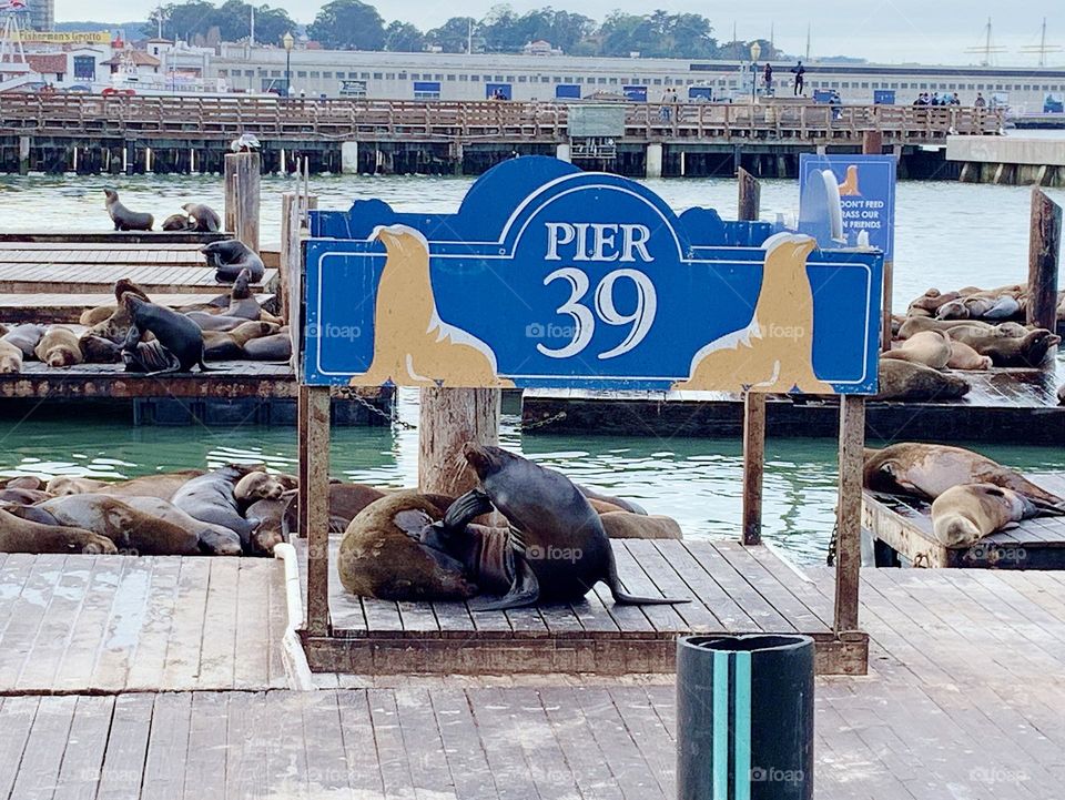 Lazy sea lions - Fisherman’s wharf