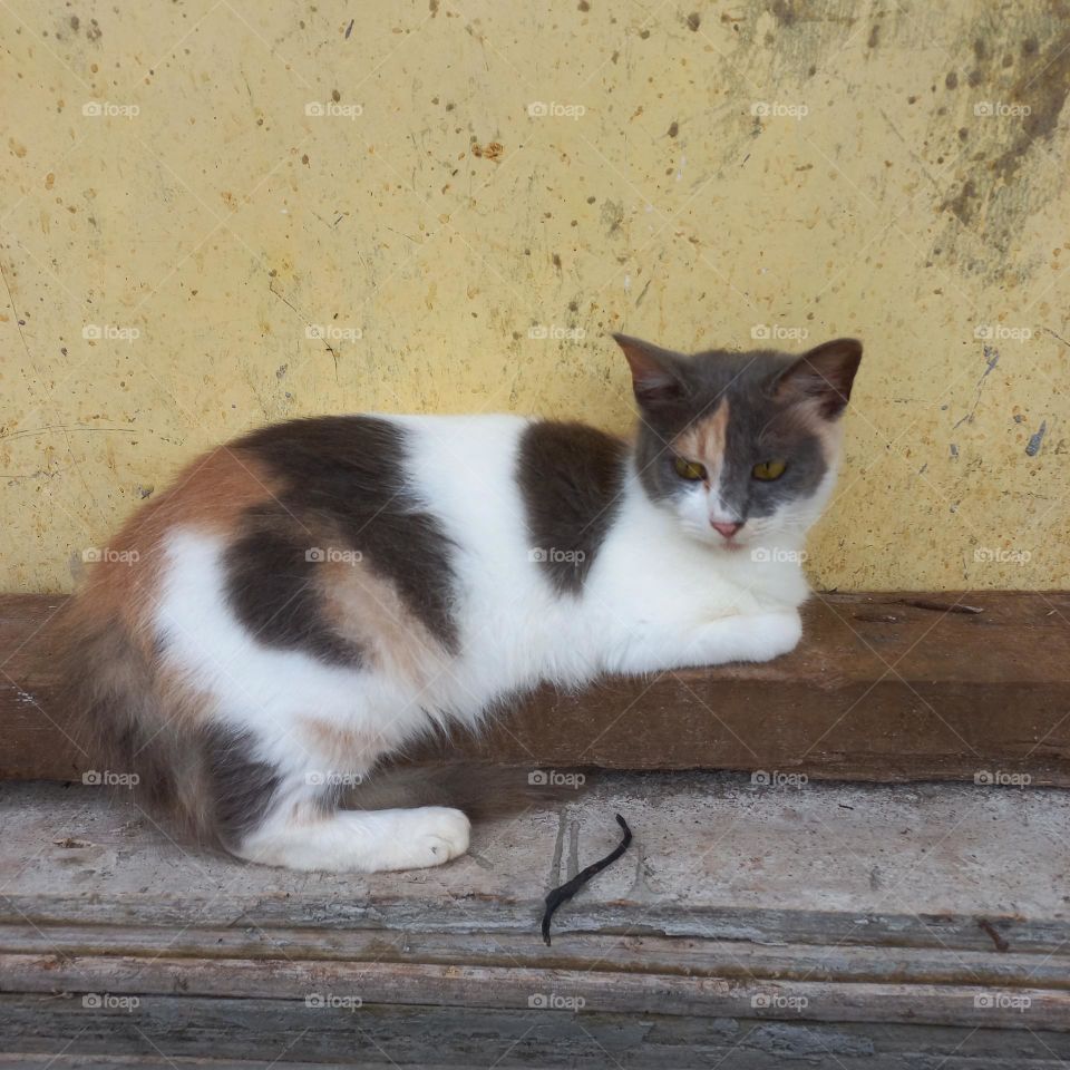 Cute cat sitting on a wooden block