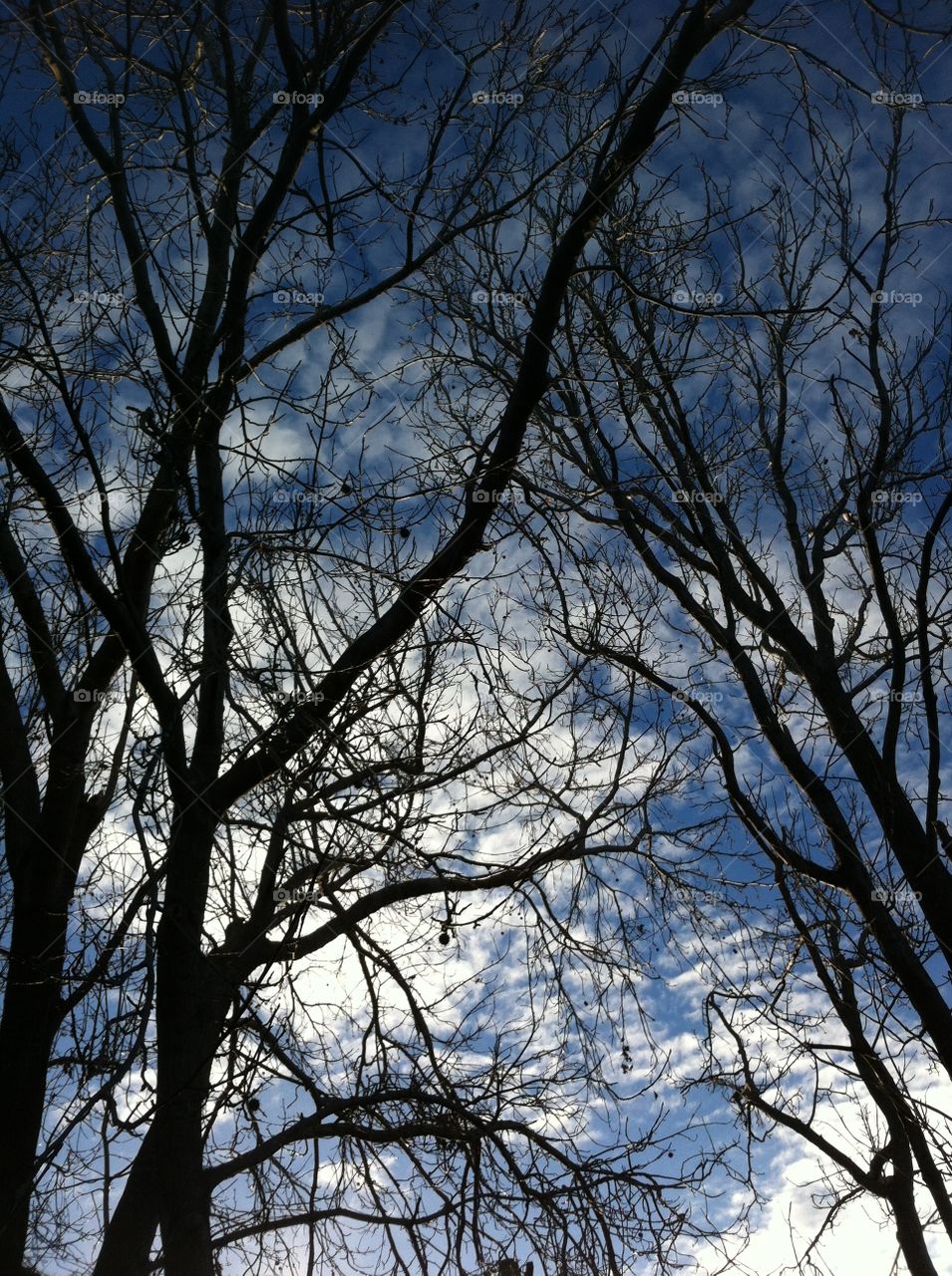sky tree clouds silhouette by king