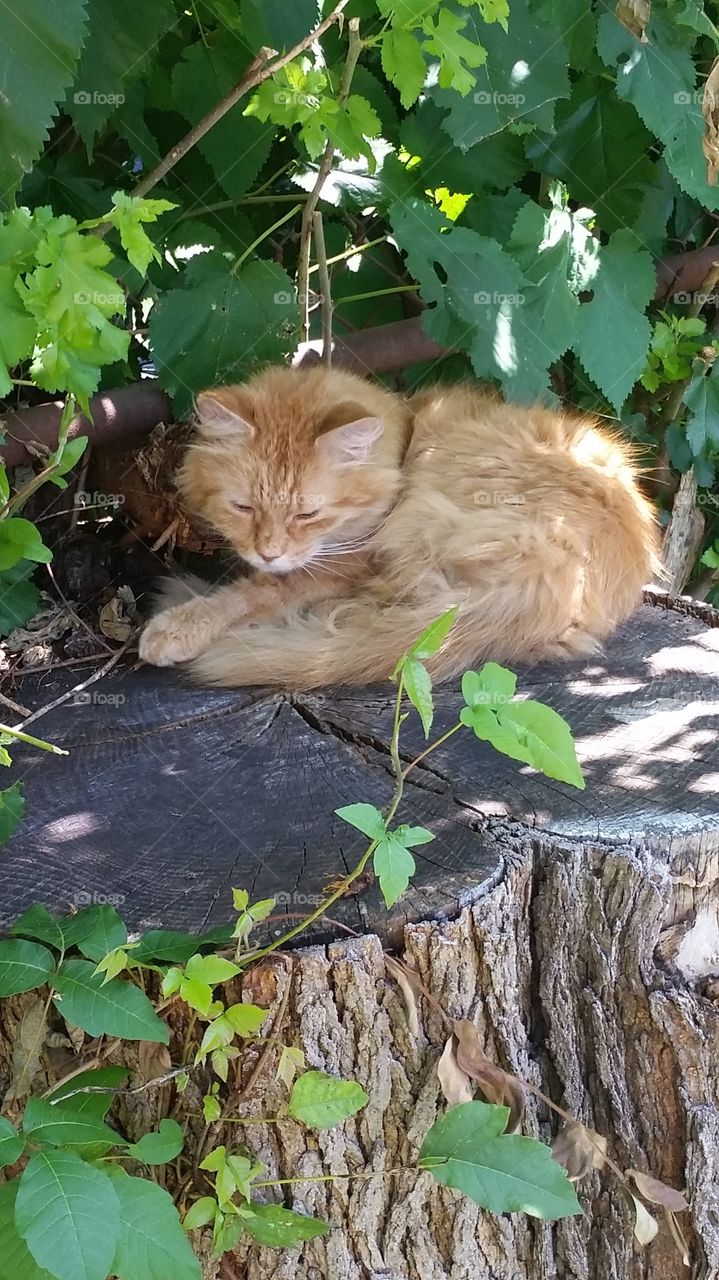 napping cat on a tree stump