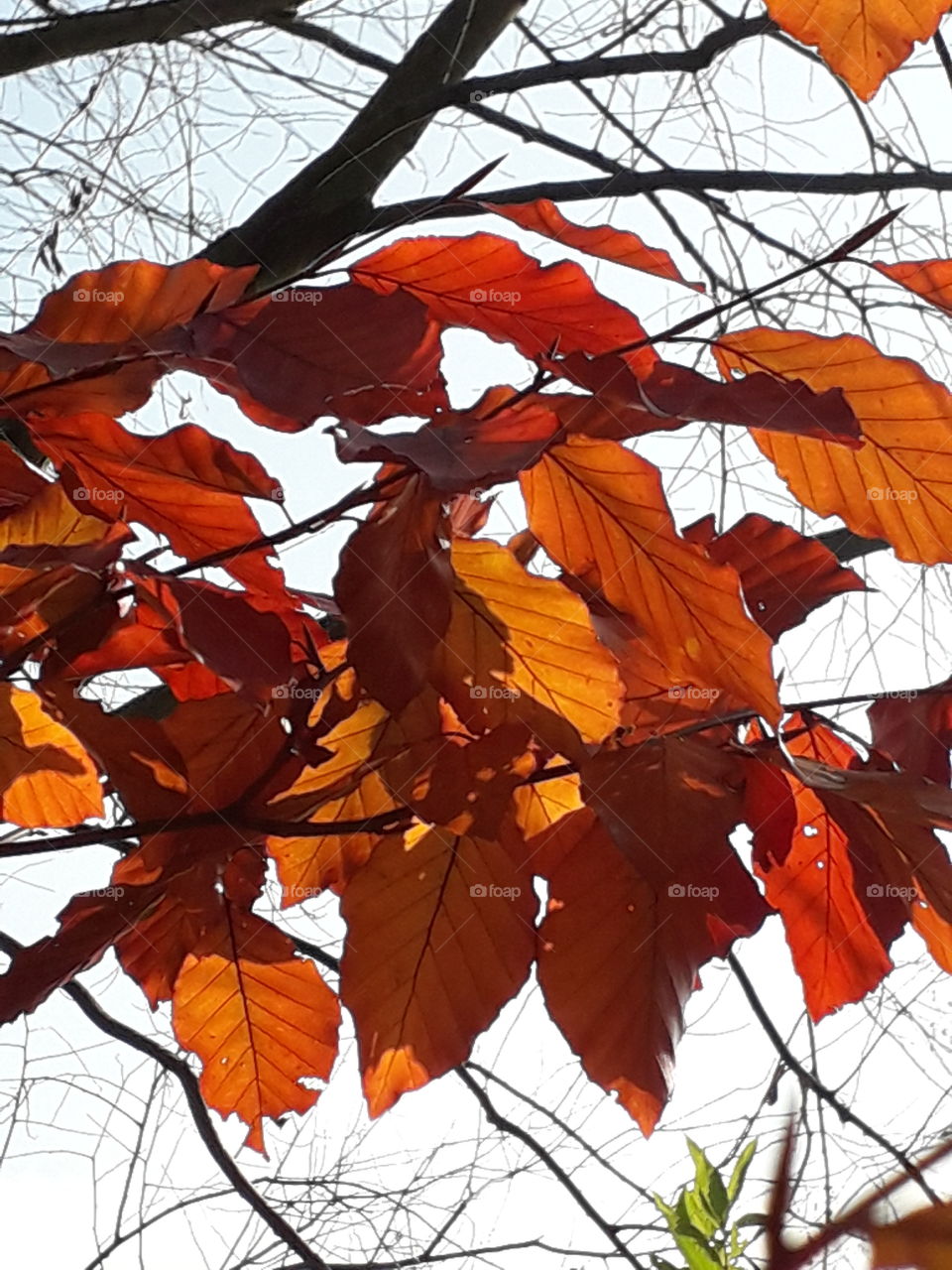 autumn  garden  - red and brown  sunlit leaves and black branches of beech tree