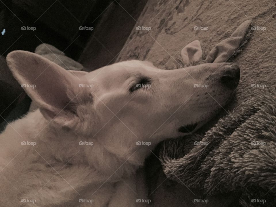 Rocket, white German Shepherd napping