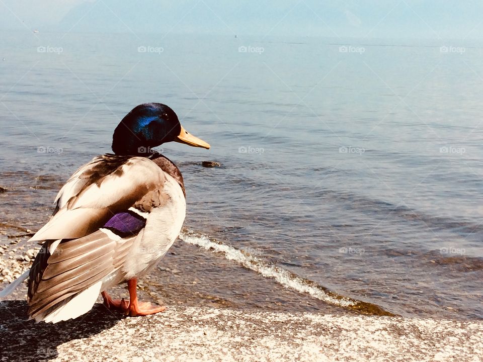 Duck at the lake 