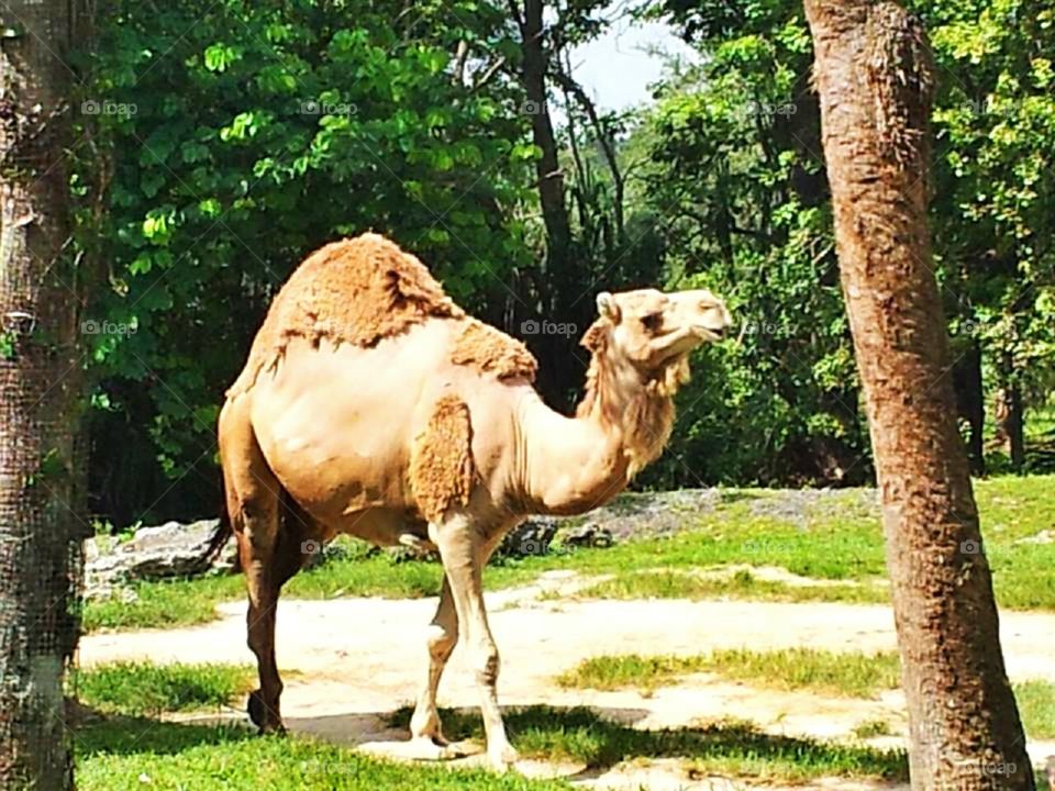 Camel. visiting the Miami zoo