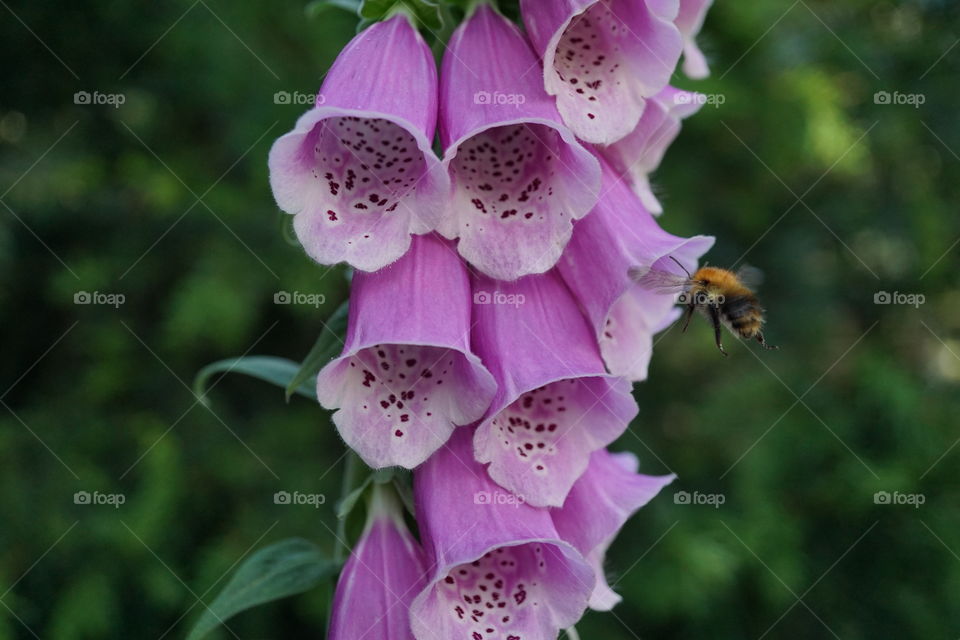 A Foxglove plant in my garden visited by bees collecting pollen throughout the day ...