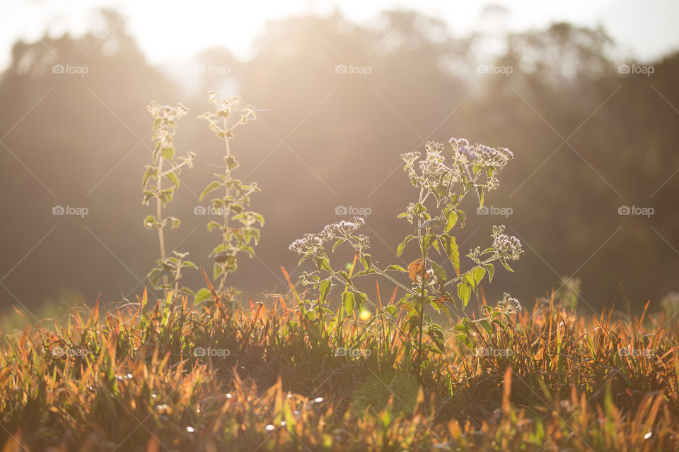 Tip of the grass with sunlight 