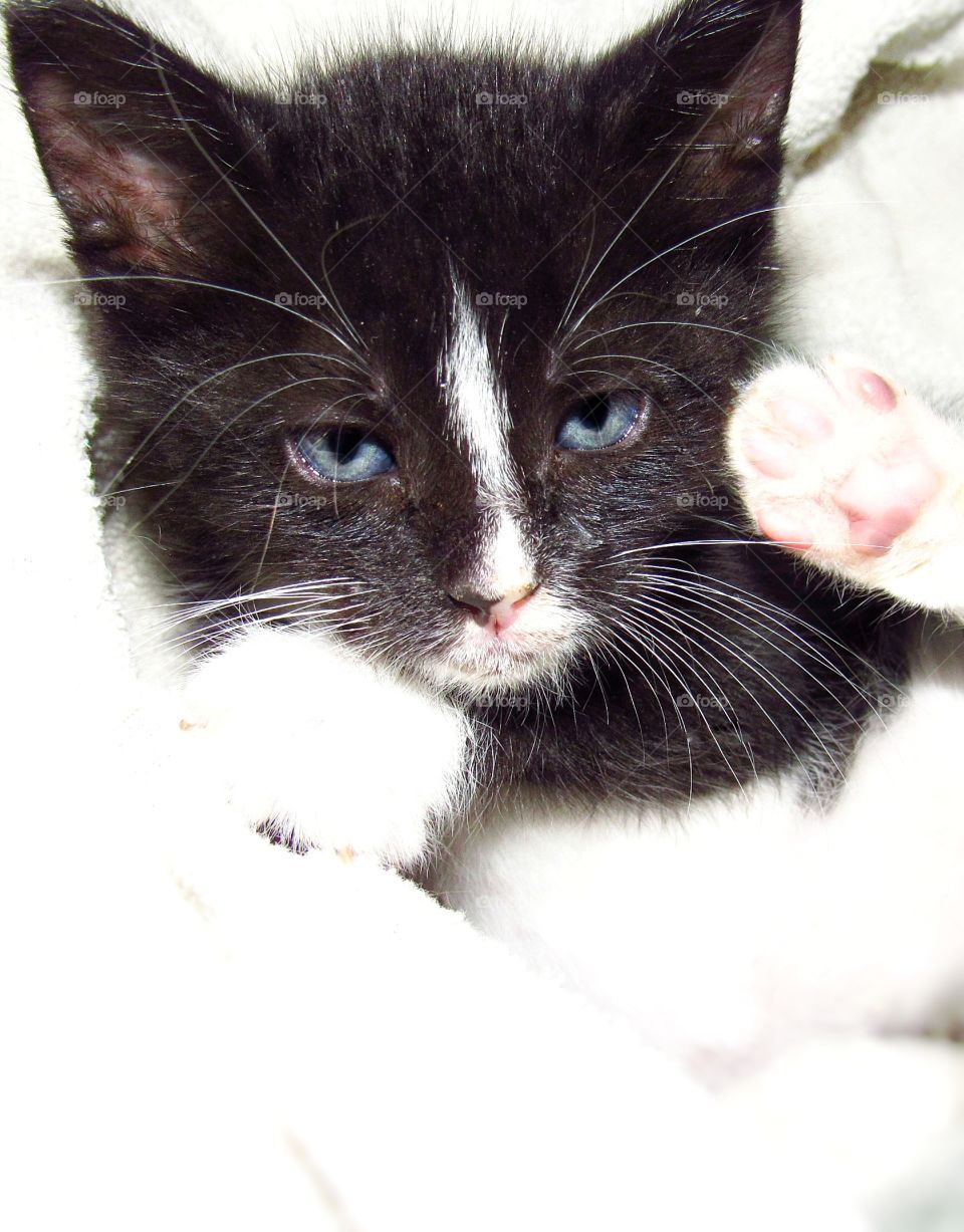 close up cute kitten