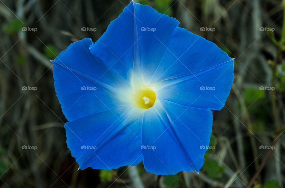 Blue Star