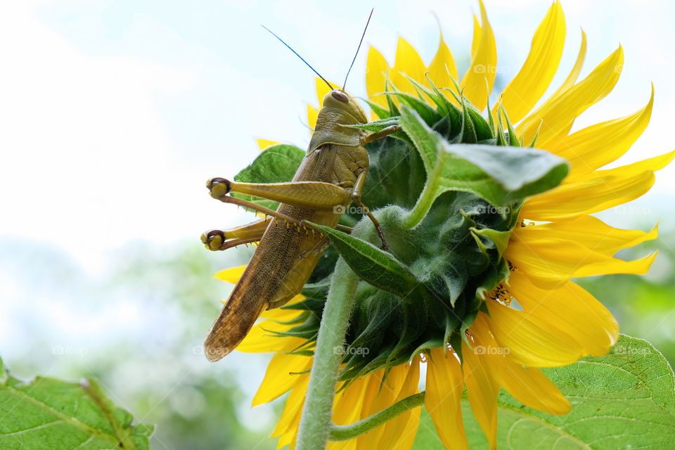 grasshopper on sunflowers