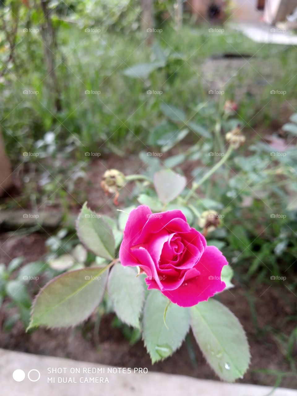 rose