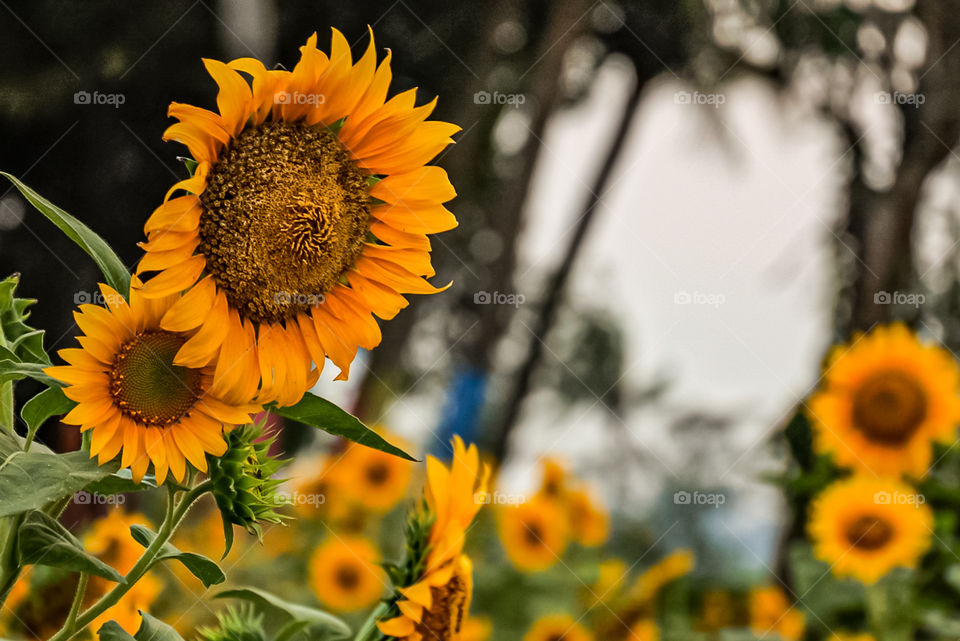 Advice from a sunflower: be bright sunny and positive. Spread seeds of happiness, Rise, Shine and hold your head hight.