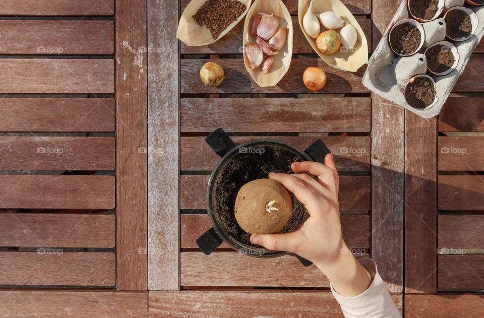 The hand of a little caucasian girl planting potatoes in a creative glass pot sitting at a wooden table with boats of garlic, onions, cucumber seeds and a cardboard egg box with soil in an eggshell on a clear sunny spring day in the backyard of the h