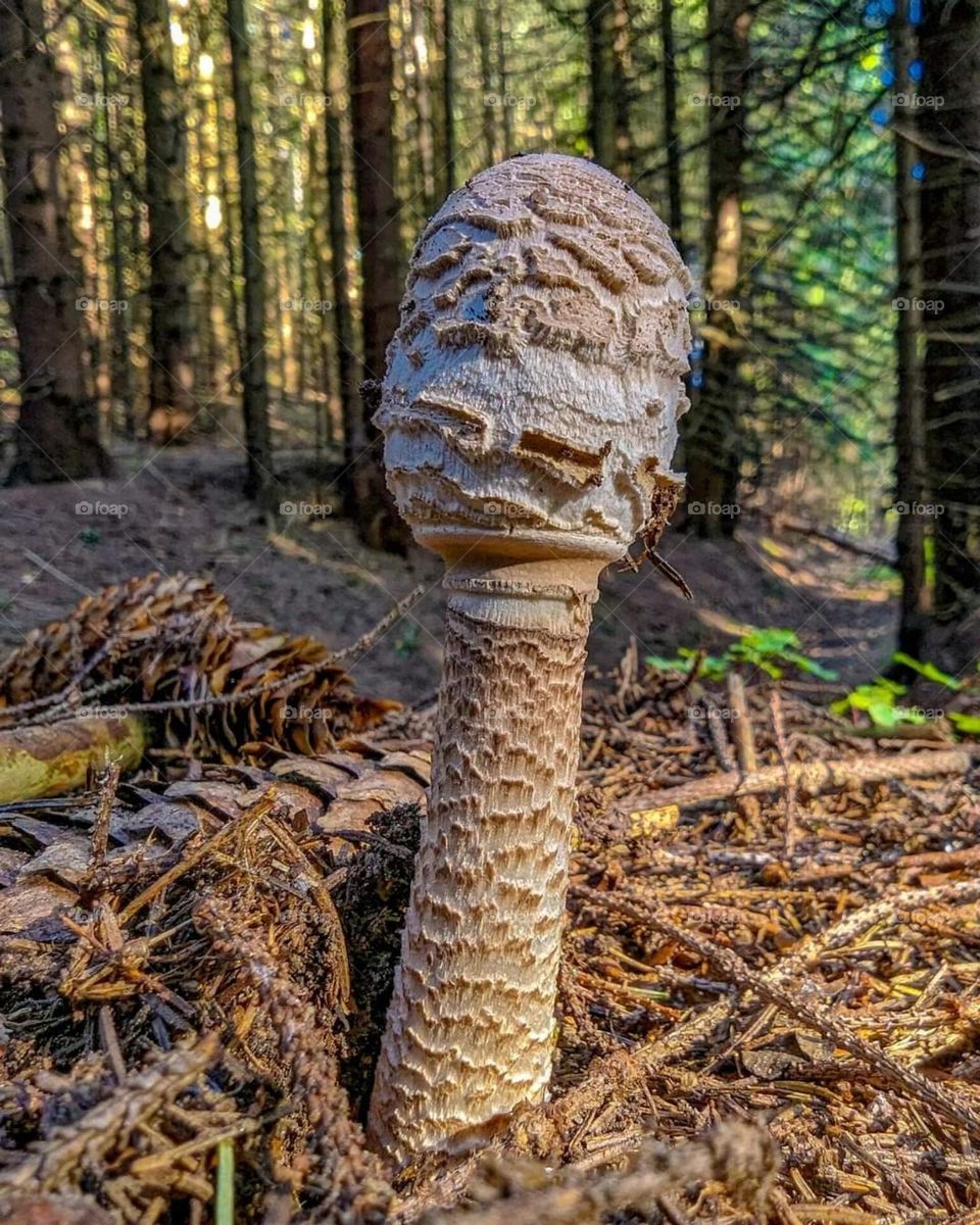 Mystical mashrooms a fungi anventure mission