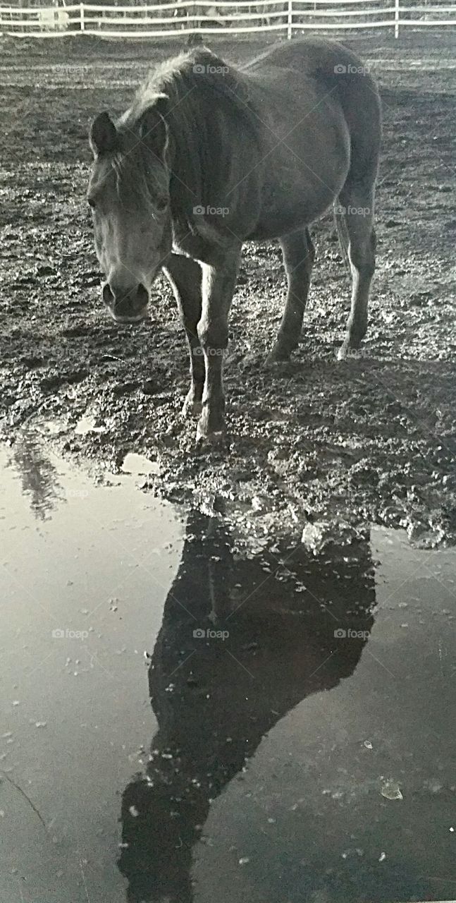 Horse Reflection