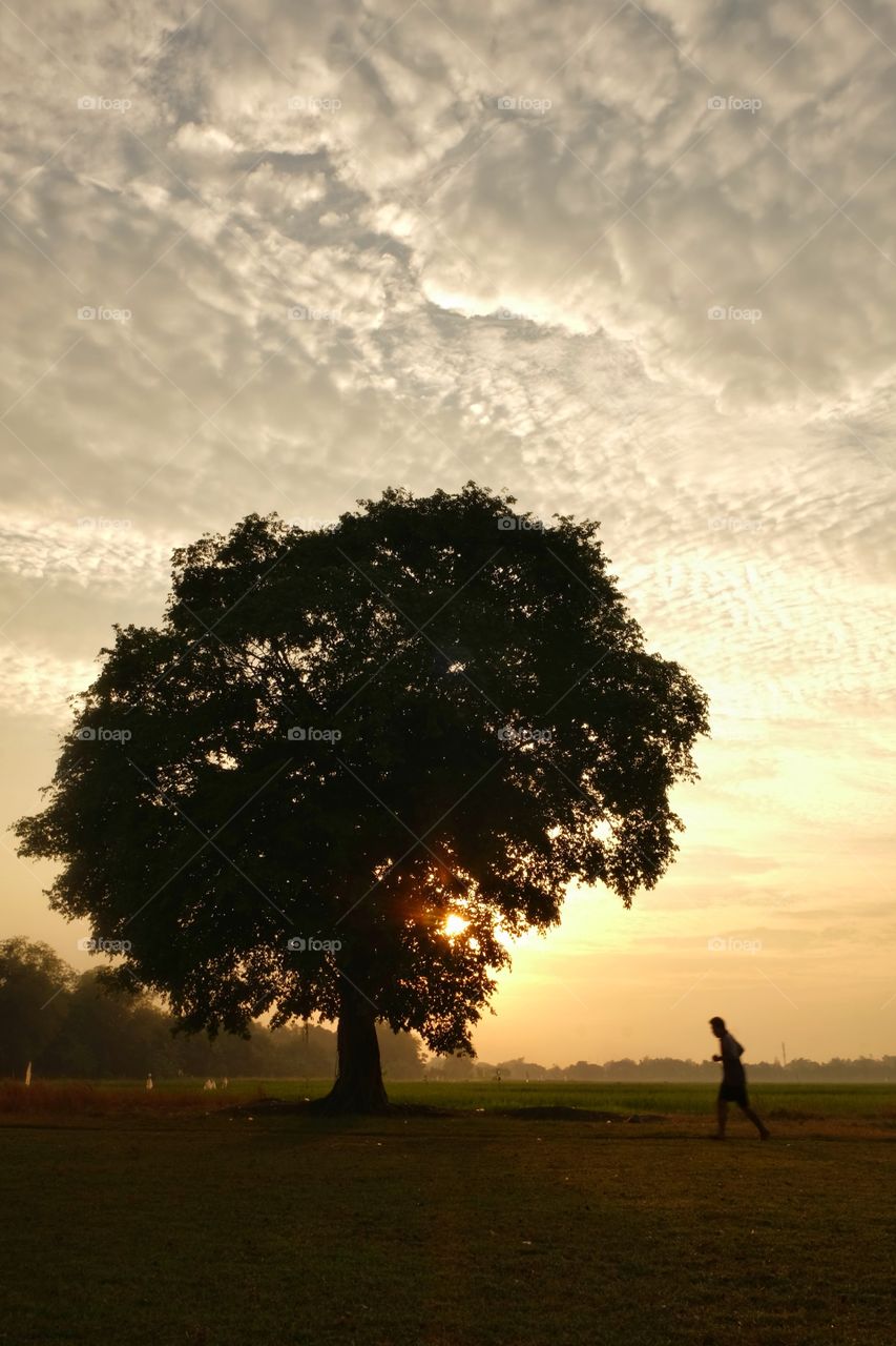 Lonely tree