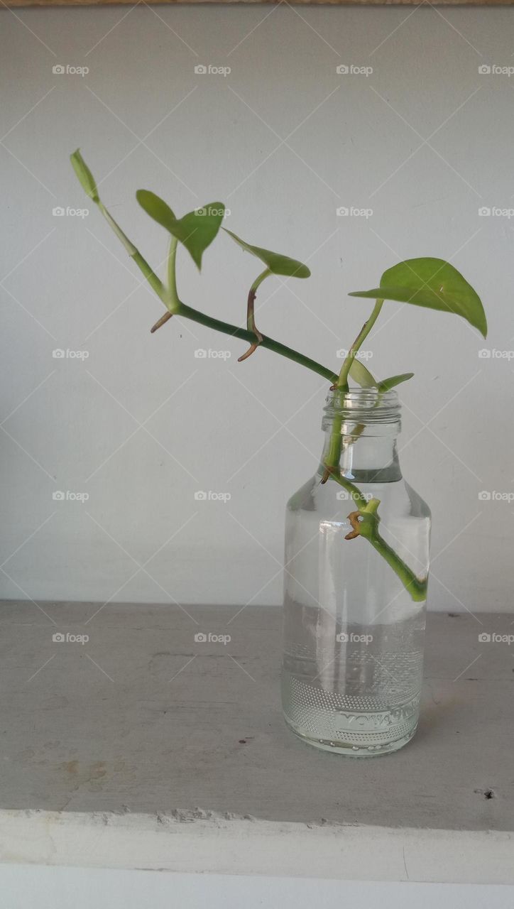 Plants are grown in used bottles
