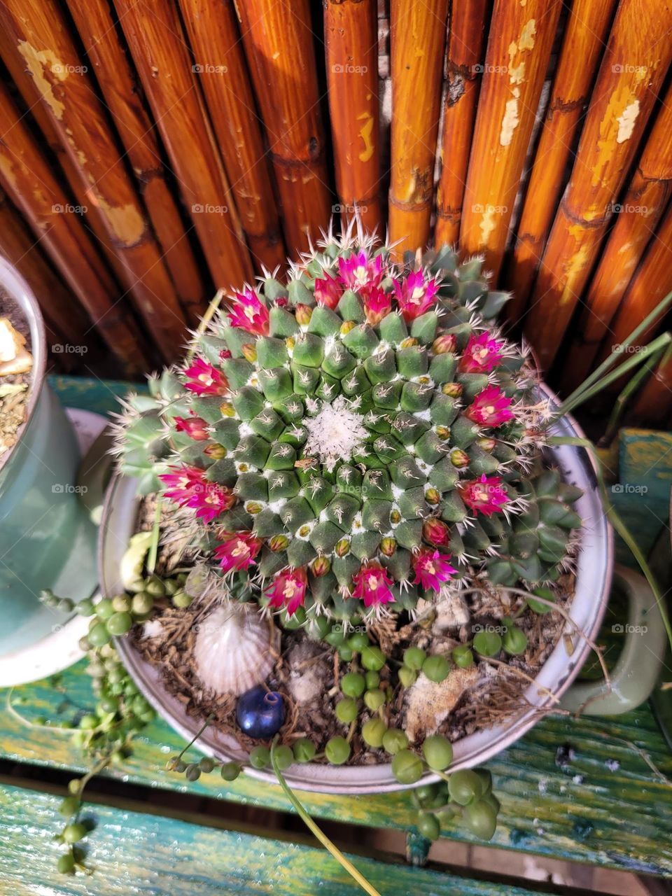 complementary colors