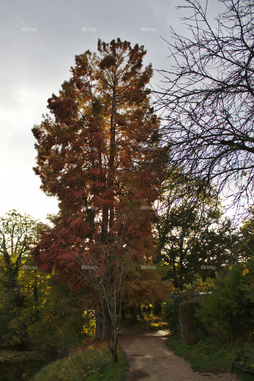 Trees in the light of a winter afternoon