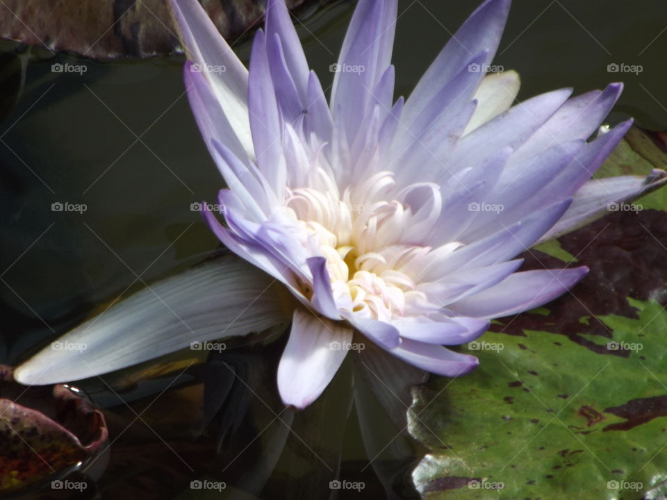 Purple Water Lilly Flower