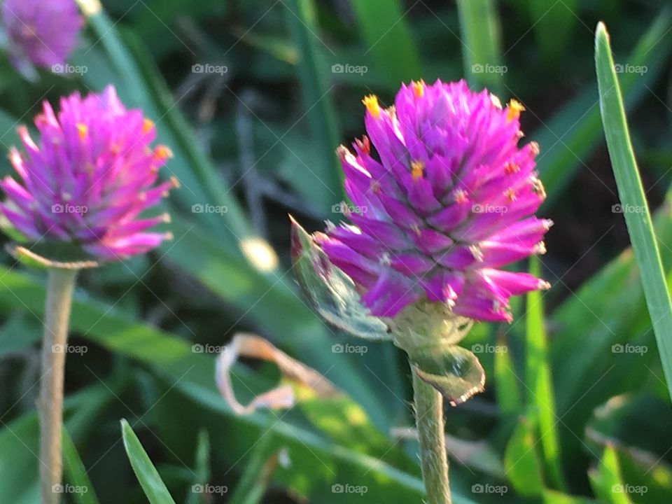 Small flower in the grass - Bachelor button