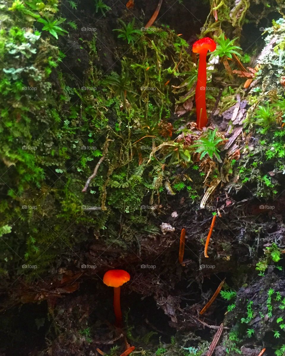 Mushroom, Fungus, Moss, Wood, Toadstool