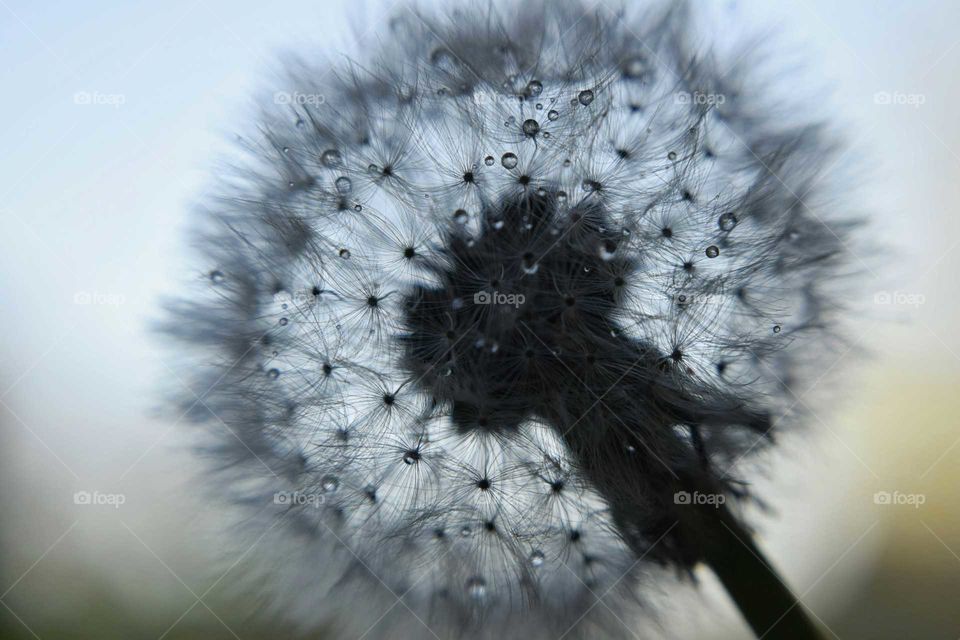 Close-up of dandelion