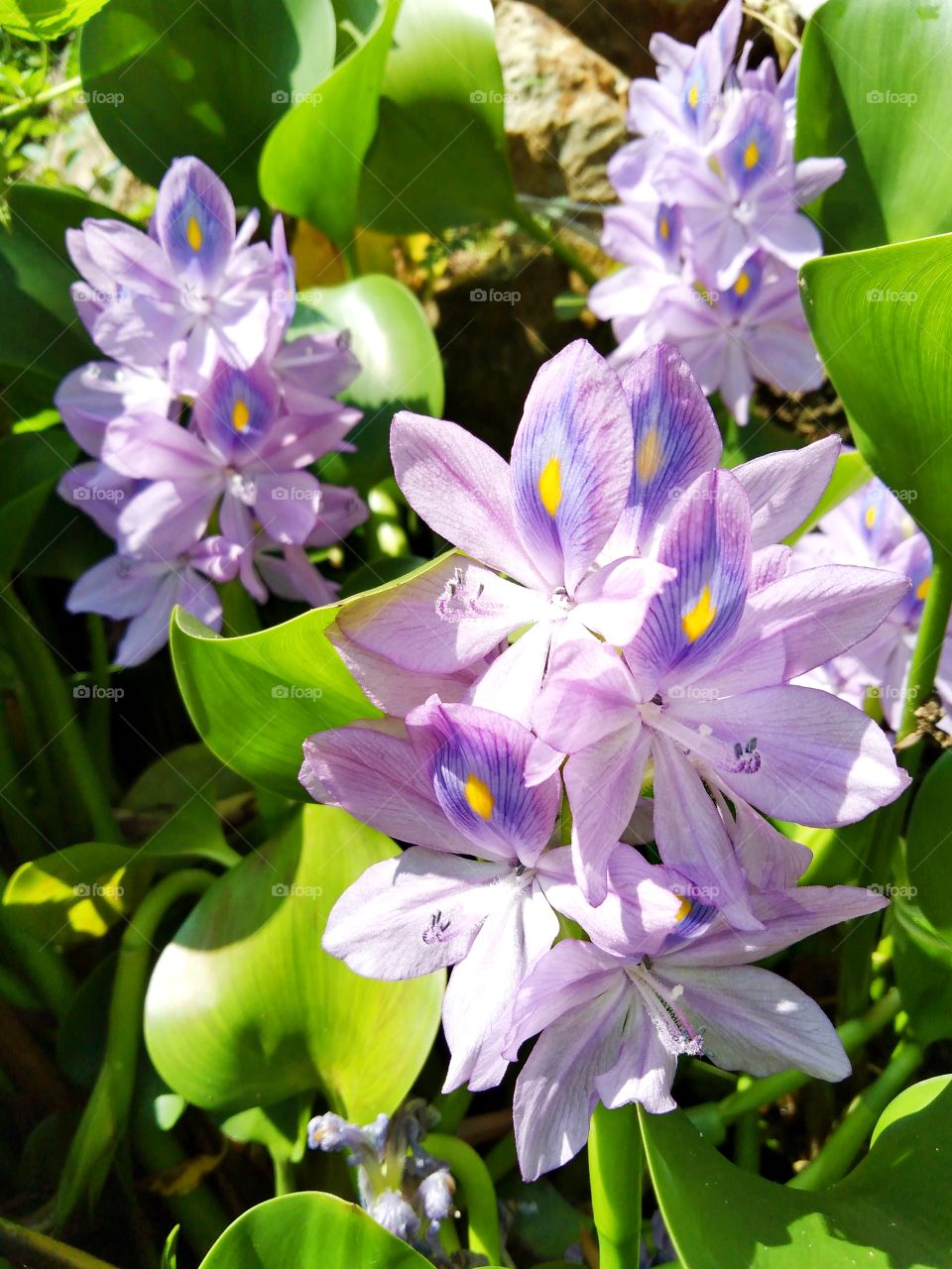 Eichhornia crassipes.