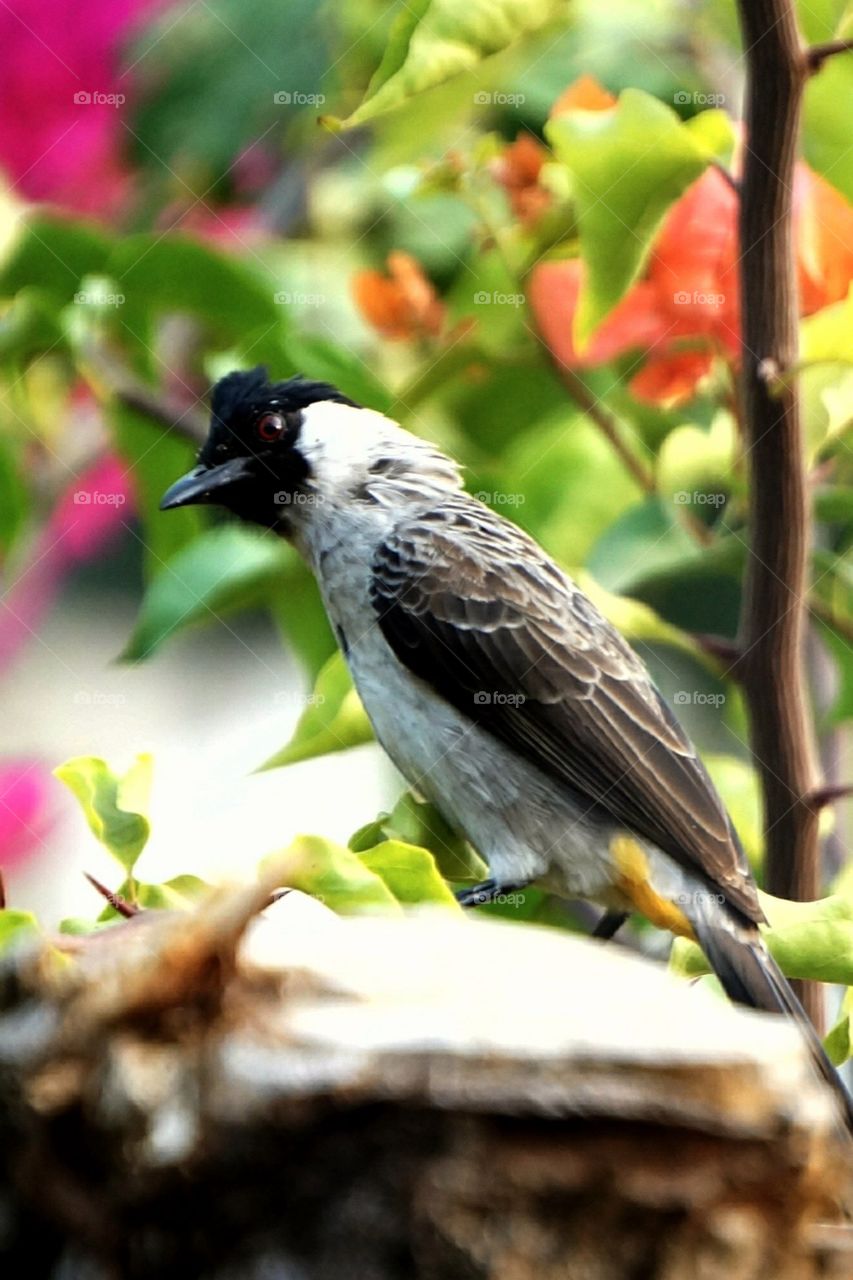 Indonesian Kutilang Bird, found freely live around my home when I live in Manado - one of Indonesia  Paradise island in North Celebes