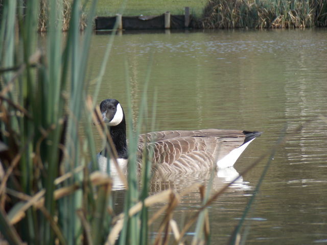 goose